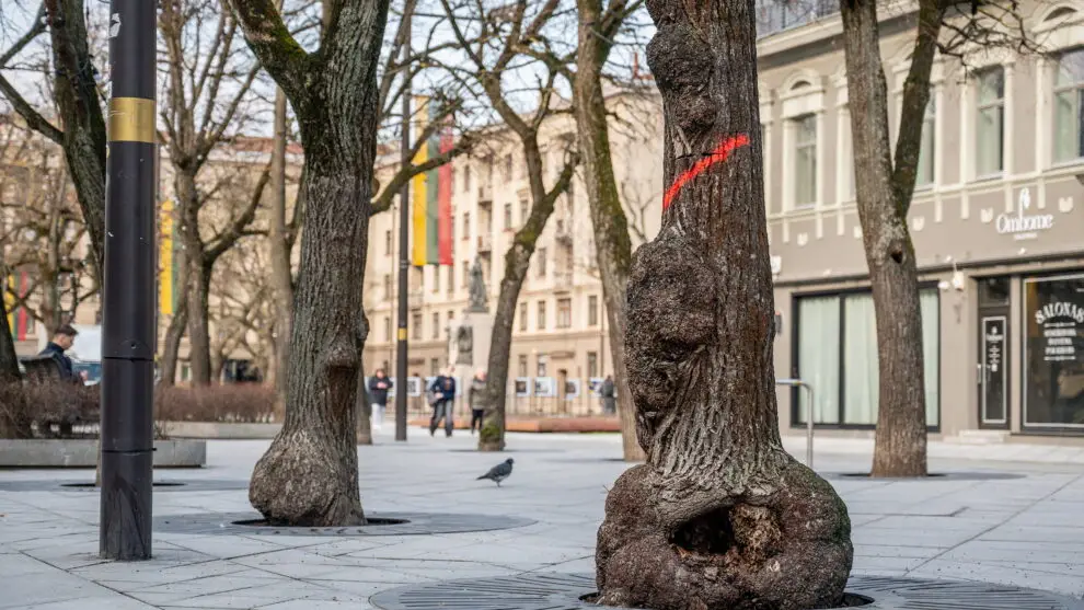 Kaune laisvės alėjoje seni medžiai keičiami naujais